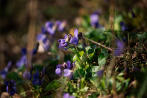 Forest floor, violets, Forest floor, violets,